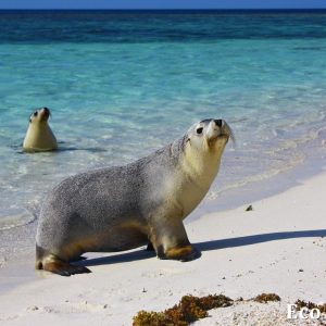 MASTER ABROLHOS SLIDESHOW 2018 311