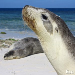 MASTER ABROLHOS SLIDESHOW 2018 313