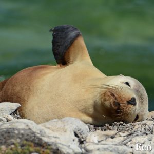 MASTER ABROLHOS SLIDESHOW 2018 318