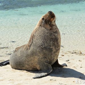 MASTER ABROLHOS SLIDESHOW 2018 319