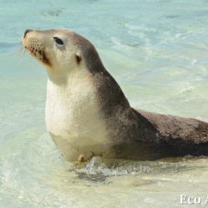 MASTER ABROLHOS SLIDESHOW 2018 320