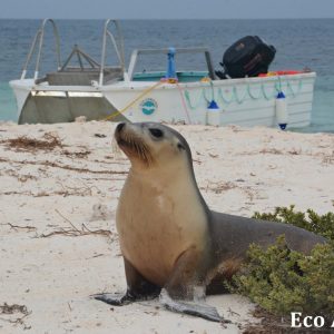 MASTER ABROLHOS SLIDESHOW 2018 321