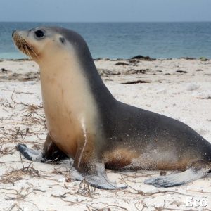 MASTER ABROLHOS SLIDESHOW 2018 322