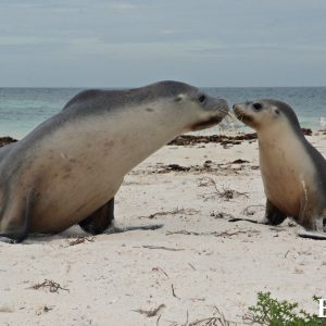 MASTER ABROLHOS SLIDESHOW 2018 323