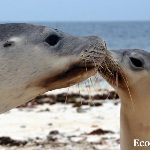 MASTER ABROLHOS SLIDESHOW 2018 324