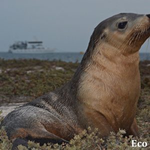 MASTER ABROLHOS SLIDESHOW 2018 325