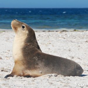 MASTER ABROLHOS SLIDESHOW 2018 326