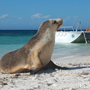 MASTER ABROLHOS SLIDESHOW 2018 327