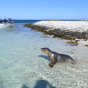 MASTER ABROLHOS SLIDESHOW 2018 343