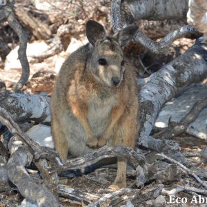 MASTER ABROLHOS SLIDESHOW 2018 354