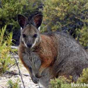 MASTER ABROLHOS SLIDESHOW 2018 356