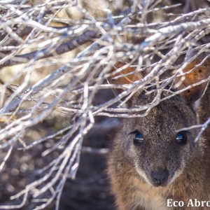 MASTER ABROLHOS SLIDESHOW 2018 358
