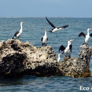 MASTER ABROLHOS SLIDESHOW 2018 360