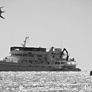 MASTER ABROLHOS SLIDESHOW 2018 379