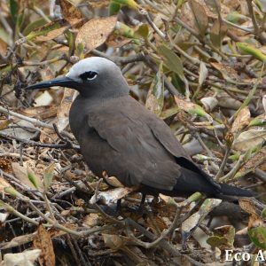 MASTER ABROLHOS SLIDESHOW 2018 380