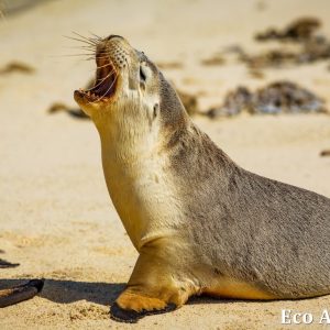 MASTER ABROLHOS SLIDESHOW 2018 382