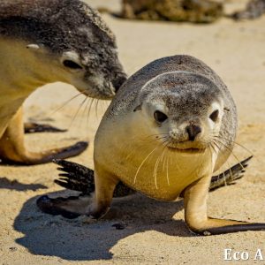 MASTER ABROLHOS SLIDESHOW 2018 383