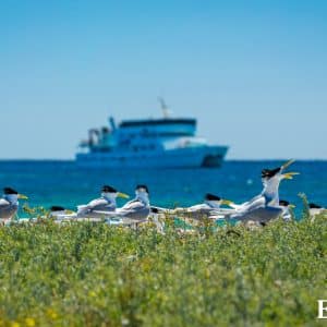MASTER ABROLHOS SLIDESHOW 2018 387