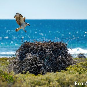 MASTER ABROLHOS SLIDESHOW 2018 388