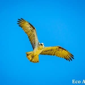 MASTER ABROLHOS SLIDESHOW 2018 389