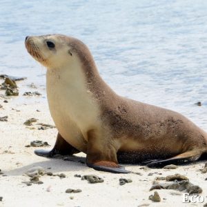 MASTER ABROLHOS SLIDESHOW 2018 391