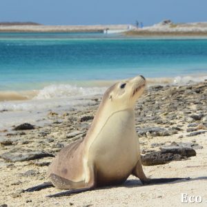 MASTER ABROLHOS SLIDESHOW 2018 392