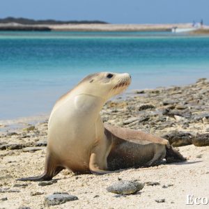 MASTER ABROLHOS SLIDESHOW 2018 393