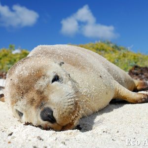 MASTER ABROLHOS SLIDESHOW 2018 394