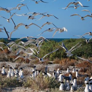 MASTER ABROLHOS SLIDESHOW 2018 396
