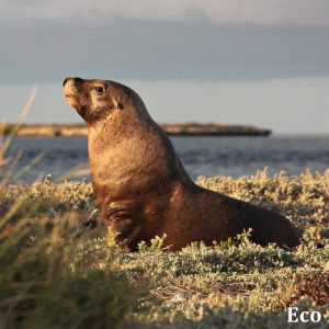 MASTER ABROLHOS SLIDESHOW 2018 397