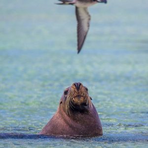 MASTER ABROLHOS SLIDESHOW 2018 401