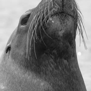 MASTER ABROLHOS SLIDESHOW 2018 402