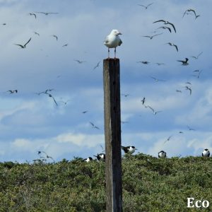 MASTER ABROLHOS SLIDESHOW 2018 406