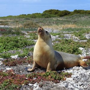 MASTER ABROLHOS SLIDESHOW 2018 407