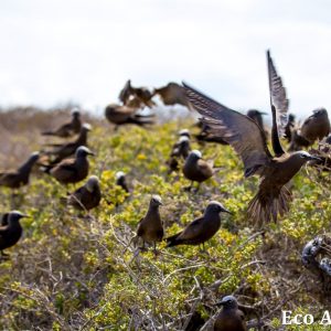 MASTER ABROLHOS SLIDESHOW 2018 412