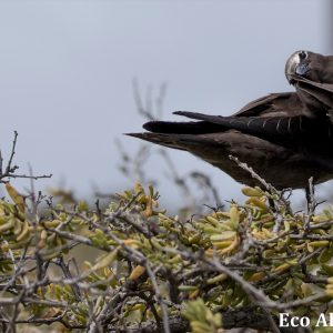 MASTER ABROLHOS SLIDESHOW 2018 413