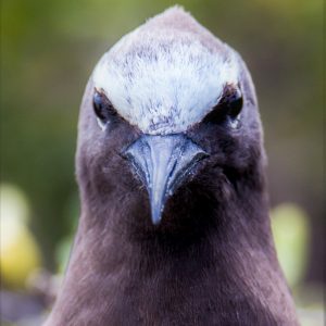 MASTER ABROLHOS SLIDESHOW 2018 414