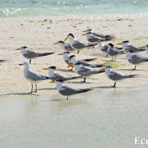 MASTER ABROLHOS SLIDESHOW 2018 415
