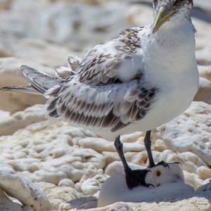 MASTER ABROLHOS SLIDESHOW 2018 416