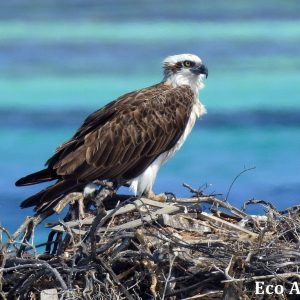 MASTER ABROLHOS SLIDESHOW 2018 417