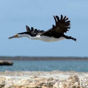 MASTER ABROLHOS SLIDESHOW 2018 418