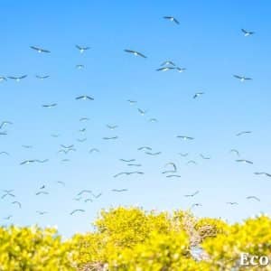 MASTER ABROLHOS SLIDESHOW 2018 419
