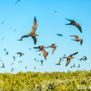 MASTER ABROLHOS SLIDESHOW 2018 420