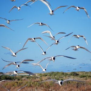 MASTER ABROLHOS SLIDESHOW 2018 421