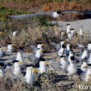 MASTER ABROLHOS SLIDESHOW 2018 422