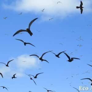MASTER ABROLHOS SLIDESHOW 2018 425