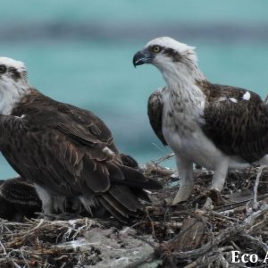 MASTER ABROLHOS SLIDESHOW 2018 426