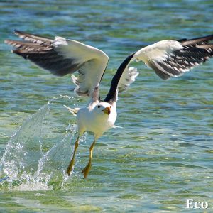 MASTER ABROLHOS SLIDESHOW 2018 431