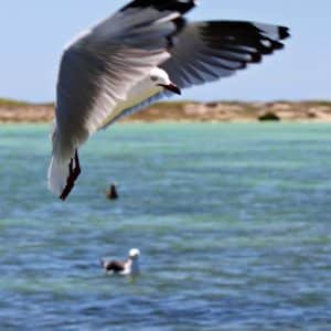 MASTER ABROLHOS SLIDESHOW 2018 432