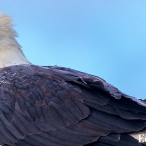 MASTER ABROLHOS SLIDESHOW 2018 433